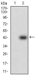 Figure 2: Western blot analysis using SOX10 mAb against HEK293 (1) and SOX10 (AA: 147-252)-hIgGFc transfected HEK293 (2) cell lysate.