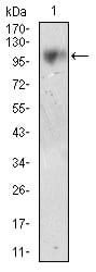 Figure 3: Western blot analysis using CD10 mouse mAb against LNCAP cell lysate.