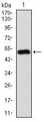 Figure 1: Western blot analysis using CD10 mAb against human CD10 (AA: 52-246) recombinant protein. (Expected MW is 41.4 kDa)