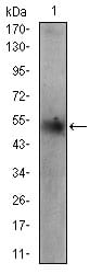 Figure 3: Western blot analysis using PLIN2 mouse mAb against HepG2 cell lysate.