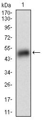 Figure 1: Western blot analysis using PLIN2 mAb against human PLIN2 (AA: 286-437) recombinant protein. (Expected MW is 42.6 kDa)