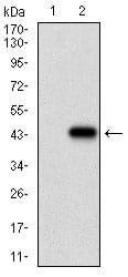 Figure 2: Western blot analysis using CDX2 mAb against HEK293 (1) and CDX2 (AA: 176-303)-hIgGFc transfected HEK293 (2) cell lysate.