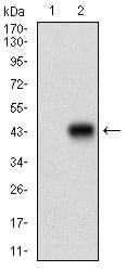 Figure 2: Western blot analysis using RPTOR mAb against HEK293 (1) and RPTOR (AA: 874-1009)-hIgGFc transfected HEK293 (2) cell lysate.