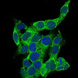 Figure 3: Immunofluorescence analysis of HepG2 cells using CD14 mouse mAb (green). Blue: DRAQ5 fluorescent DNA dye. Secondary antibody from Fisher (Cat#: 35503)