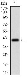 Figure 1: Western blot analysis using PTPRC mAb against human PTPRC (AA: 928-989) recombinant protein. (Expected MW is 33 kDa)