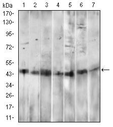 Figure 3: Western blot analysis using CD14 mouse mAb against HepG2 (1), A549 (2), HL60 (3), RAW264.7 (4), Hela (5), HEK293 (6) and NIH/3T3 (7) cell lysate.