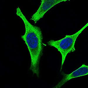 Figure 3: Immunofluorescence analysis of Hela cells using GABBR2 mouse mAb (green). Blue: DRAQ5 fluorescent DNA dye. Secondary antibody from Fisher (Cat#: 35503)