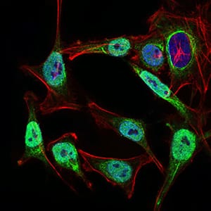 Figure 4: Immunofluorescence analysis of Hela cells using NBN mouse mAb (green). Blue: DRAQ5 fluorescent DNA dye. Red: Actin filaments have been labeled with Alexa Fluor-555 phalloidin. Secondary antibody from Fisher (Cat#: 35503)