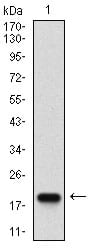 Figure 1: Western blot analysis using mSplunc2 mAb against human mSplunc2 (AA: ) recombinant protein. (Expected MW is 18.5 kDa)