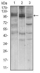 Figure 3: Western blot analysis using NBN mouse mAb against A549 (1), Jurkat (2) and PC-12 (3) cell lysate.