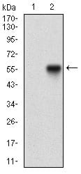 Figure 2: Western blot analysis using NBN mAb against HEK293 (1) and NBN (AA: 467-615)-hIgGFc transfected HEK293 (2) cell lysate.