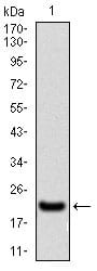 Figure 1: Western blot analysis using mSplunc2 mAb against mSplunc2 (AA: 16-169) recombinant protein. (Expected MW is 18.5 kDa)