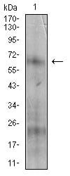 Figure 3: Western blot analysis using NT5E mouse mAb against A431 cell lysate.