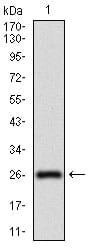 Figure 1: Western blot analysis using NT5E mAb against human NT5E (AA: 30-250) recombinant protein. (Expected MW is 26.6 kDa)