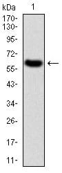 Figure 1: Western blot analysis using TIE1 mAb against human TIE1 (AA: 385-607) recombinant protein. (Expected MW is 50.6 kDa)