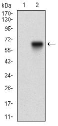 Figure 2: Western blot analysis using TIE1 mAb against HEK293 (1) and TIE1 (AA: 385-607)-hIgGFc transfected HEK293 (2) cell lysate.