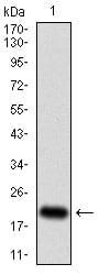 Figure 1: Western blot analysis using CDKN2A mAb against human CDKN2A (AA: 1-156) recombinant protein. (Expected MW is 19 kDa)