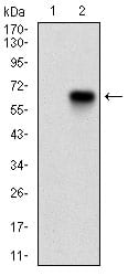 Figure 2: Western blot analysis using CDKN2A mAb against HEK293 (1) and CDKN2A (AA: 1-156)-hIgGFc transfected HEK293 (2) cell lysate.