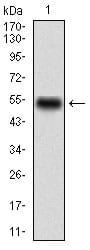 Figure 1: Western blot analysis using CD68 mAb against human CD68 (AA: 42-155) recombinant protein. (Expected MW is 37.4 kDa)