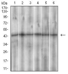 Figure 3: Western blot analysis using SSTR3 mouse mAb against Hela (1), PANC-1 (2), PC-12 (3),SK-N-SH (4), U937 (5) and HepG2 (6) cell lysate.