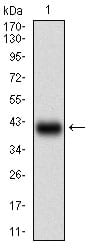 Figure 1: Western blot analysis using SSTR3 mAb against human SSTR3 (AA: 1-43) recombinant protein. (Expected MW is 30.2 kDa)