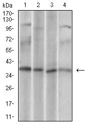 Figure 3: Western blot analysis using CD68 mouse mAb against U937 (1), Hela (2), HepG2 (3), Jurkat (4) cell lysate.