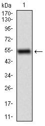 Figure 1: Western blot analysis using CD68 mAb against human CD68 (AA: 42-155) recombinant protein. (Expected MW is 37.4 kDa)