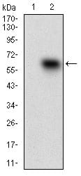 Figure 2: Western blot analysis using CD68 mAb against HEK293 (1) and CD68 (AA: 42-155)-hIgGFc transfected HEK293 (2) cell lysate.