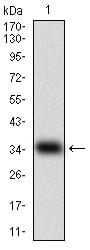 Figure 1: Western blot analysis using MSTN mAb against human MSTN (AA:24-266 ) recombinant protein. (Expected MW is 28.9 kDa)