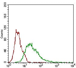 Figure 3: Flow cytometric analysis of Hela cells using ROR2 mouse mAb (green) and negative control (red).