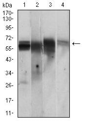 Figure 3: Western blot analysis using CAMK2G mouse mAb against PC-12 (1), Jurkat (2), T47D (3), HepG2 (4) cell lysate.