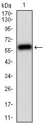 Figure 1: Western blot analysis using CAMK2G mAb against human CAMK2G (AA: 322-481) recombinant protein. (Expected MW is 44 kDa)