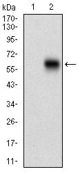 Figure 2: Western blot analysis using CAMK2G mAb against HEK293 (1) and CAMK2G (AA: 322-481)-hIgGFc transfected HEK293 (2) cell lysate.