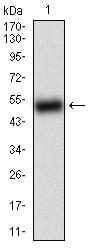 Figure 1: Western blot analysis using BACE1 mAb against human BACE1 (AA: 112-324) recombinant protein. (Expected MW is 49.9 kDa)