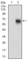 Figure 2: Western blot analysis using BACE1 mAb against HEK293 (1) and BACE1 (AA: 112-324)-hIgGFc transfected HEK293 (2) cell lysate.