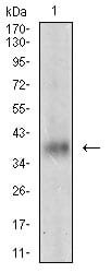 Figure 2: Western blot analysis using MSTN mouse mAb against LNcap cell lysate.