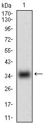 Figure 1: Western blot analysis using MSTN mAb against human MSTN (AA:24-266 ) recombinant protein. (Expected MW is 28.9 kDa)