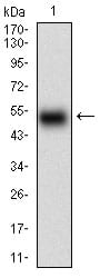 Figure 1: Western blot analysis using HOXB4 mAb against human HOXB4 (AA: 16-251) recombinant protein. (Expected MW is 51.9 kDa)