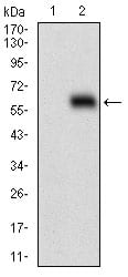 Figure 2: Western blot analysis using HOXB4 mAb against HEK293 (1) and HOXB4 (AA: 16-251)-hIgGFc transfected HEK293 (2) cell lysate.