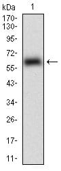 Figure 1: Western blot analysis using EPCAM mAb against human EPCAM (AA: 24-265) recombinant protein. (Expected MW is 53.4 kDa)