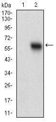Figure 2: Western blot analysis using EPCAM mAb against HEK293 (1) and EPCAM (AA: 24-265)-hIgGFc transfected HEK293 (2) cell lysate.