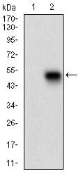 Figure 2: Western blot analysis using PLA2G12A mAb against HEK293 (1) and PLA2G12A (AA: 21-189)-hIgGFc transfected HEK293 (2) cell lysate.