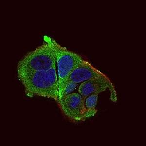 Figure 3: Immunofluorescence analysis of MCF-7 cells using DDIT3 mouse mAb (green). Blue: DRAQ5 fluorescent DNA dye. Red: Actin filaments have been labeled with Alexa Fluor-555 phalloidin. Secondary antibody from Fisher (Cat#: 35503)