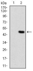 Figure 2: Western blot analysis using DDIT3 mAb against HEK293 (1) and DDIT3 (AA: 87-192)-hIgGFc transfected HEK293 (2) cell lysate.