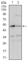 Figure 3: Western blot analysis using DAPK3 mouse mAb against A431 (1), K562 (2) cell lysate.