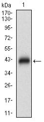 Figure 1: Western blot analysis using DAPK3 mAb against human DAPK3 (AA: 28-161) recombinant protein. (Expected MW is 41.6 kDa)