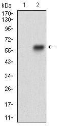 Figure 2: Western blot analysis using EPCAM mAb against HEK293 (1) and EPCAM (AA: Extra(24-265))-hIgGFc transfected HEK293 (2) cell lysate.