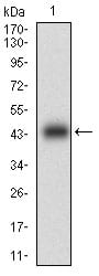 Figure 1: Western blot analysis using CNN1 mAb against human CNN1 (AA: 16-165) recombinant protein. (Expected MW is 43.1 kDa)