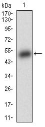 Figure 1: Western blot analysis using BAD mAb against human BAD (AA: FULL(1-168)) recombinant protein. (Expected MW is 44.3 kDa)