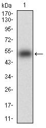 Figure 1: Western blot analysis using KHDRBS2 mAb against human KHDRBS2 (AA: 160-349) recombinant protein. (Expected MW is 46.3 kDa)